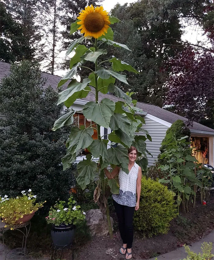 Girasol gigante