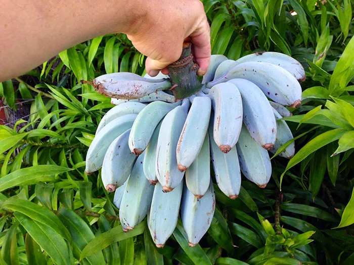The Blue Java Banana, Which Is Said To Have The Same Consistency As Ice Cream And A Similar Flavor To Vanilla