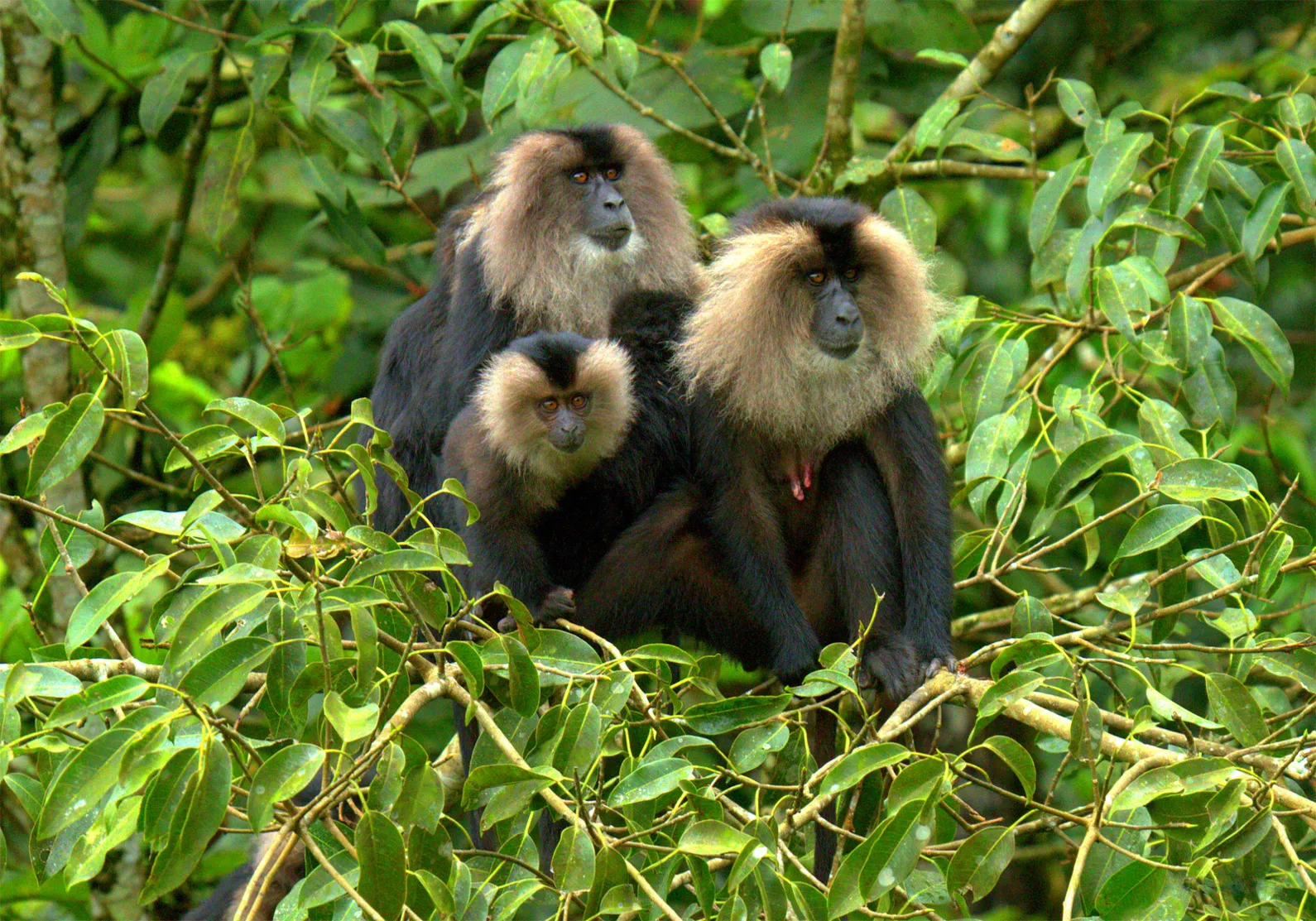 A New Sanctuary For The State Kerala, Karimpuzha Wildlife Sanctuary Has Become A Reality