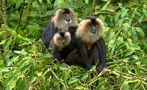 A New Sanctuary For The State Kerala, Karimpuzha Wildlife Sanctuary Has Become A Reality