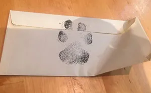 4 Guys Beg Their Neighbor To Let Them Play With Their Dog, Get A Wholesome Letter In Response