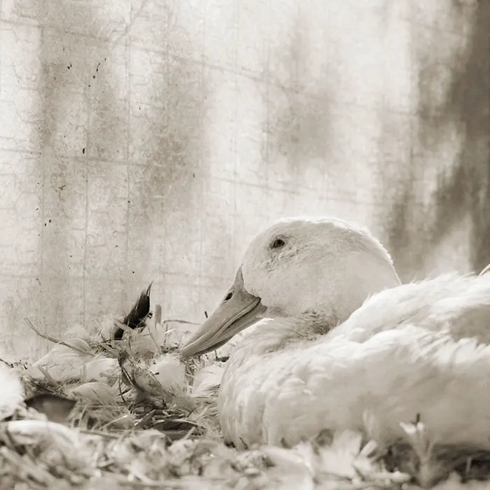 Bobby, White Domestic Duck, Age 11