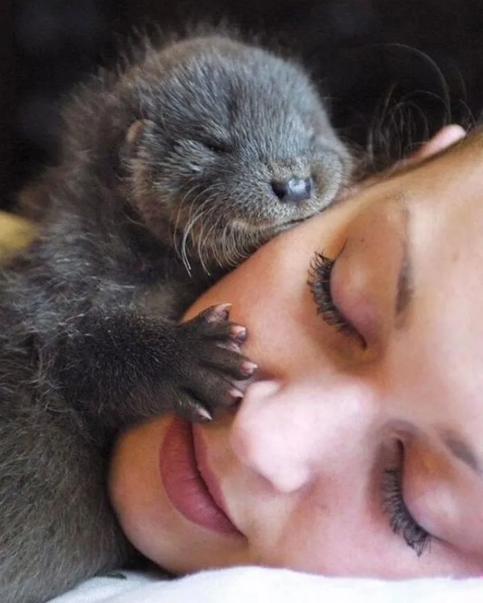 Si estás desanimado, estas 30 fotos de crías de nutria te harán sonreír