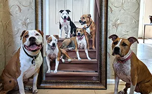 24 New Pictures Of Pets Next To Their Portraits That I've Painted