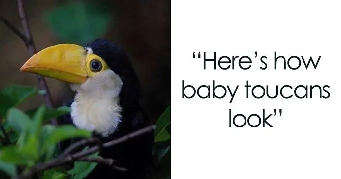 People Are Suddenly Realizing Toucans Are Weirder Than They Thought, Share Facts About Them In A Viral Thread