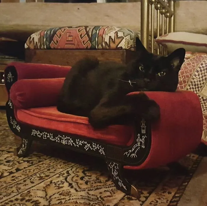 I Found This Beautiful Chaise For $6 At A Church Thrift Store. It Was My Cat's Favorite And When She Passed We Retired It To A Shelf In Our Library In Her Honor