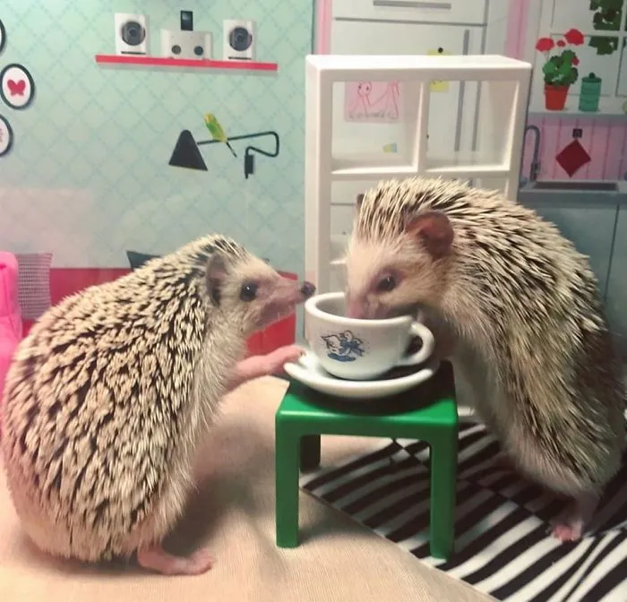 Mis erizos comiendo de una taza en miniatura de la tienda de 2ª mano