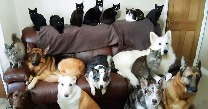 Esta mujer consiguió al fin que sus 17 mascotas posaran para una foto