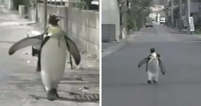 This Rescued King Penguin Loved Going To The Fish Market So Much That His Family Taught Him How To Buy Fish On His Own