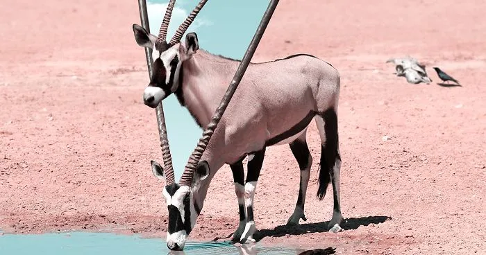 Here’s How I Imagine Animals Behave When You Aren’t Looking (25 New Pics)