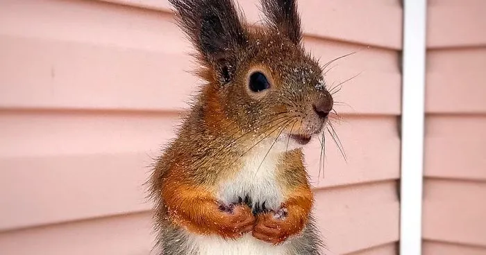 Guy Finds A Baby Squirrel That Can't Even Walk Yet, Takes It Home And Now They're Best Friends (26 Pics)