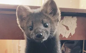 Woman Rescues This Sable From Becoming Someone's Coat, Decides To Keep Her As A Pet Since She's Not Fit To Live In The Wild