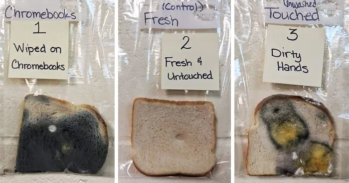 Elementary School's Science Experiment With White Bread Is Going Viral