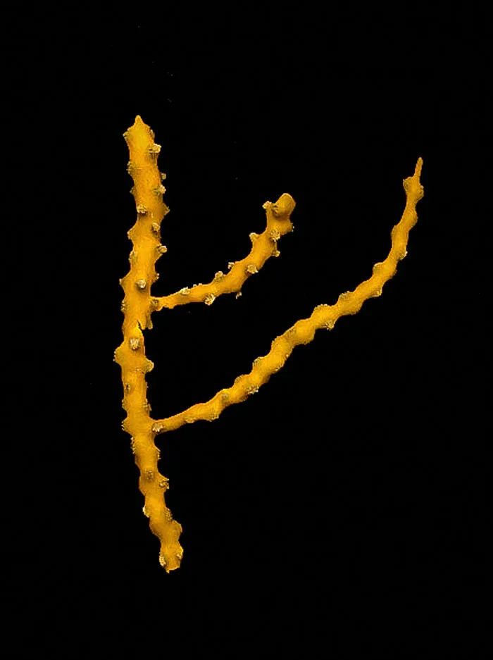 Chromoplexaura Cordellbankensis