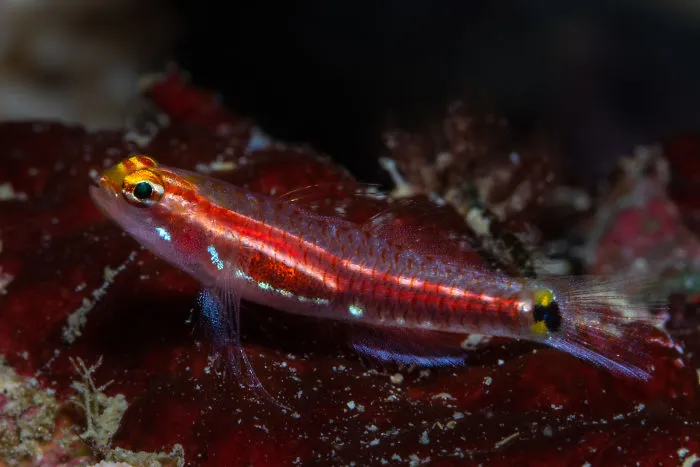 Eviota Gunawanae