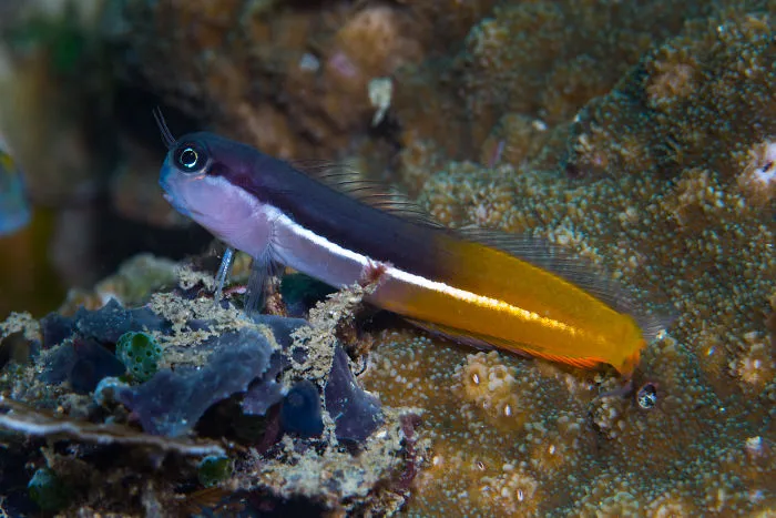 Ecsenius Springeri