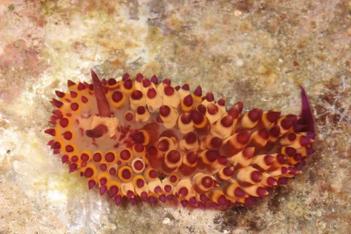Janolus Flavoannulata