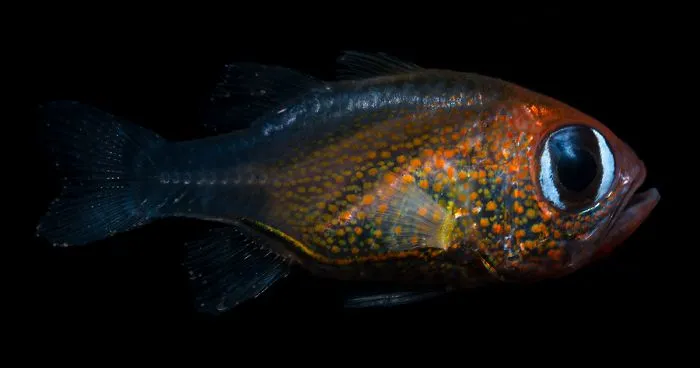 Scientists Have Discovered 71 New Species In 2019 And Here's How 25 Of Them Look