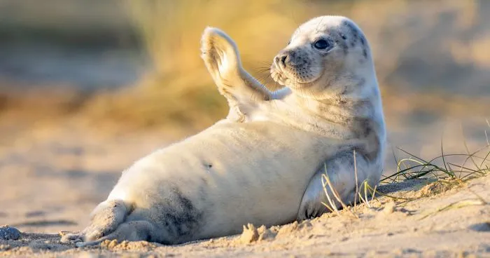 This Ridiculously Photogenic Baby Seal Will Steal Your Heart