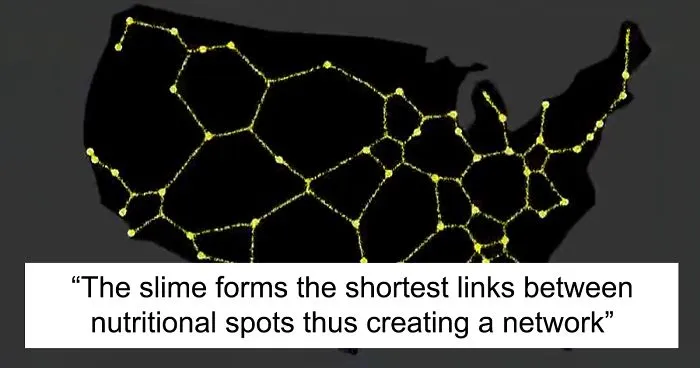 Scientists Used Slime Mold To Create The Most Efficient Traffic Map For The United States