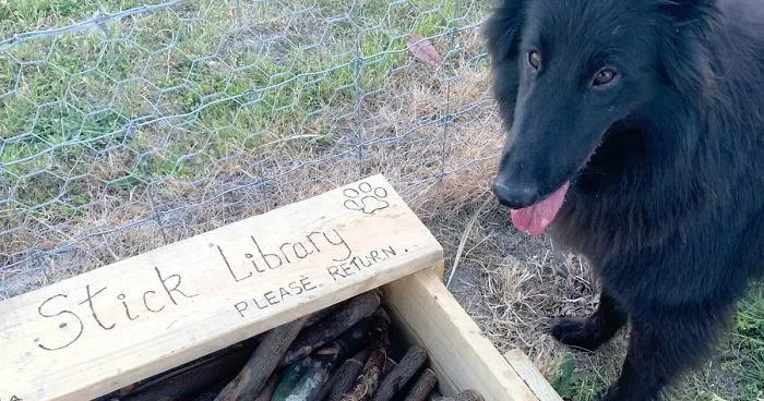 Man Builds A Stick Library For Every Dog At The Park