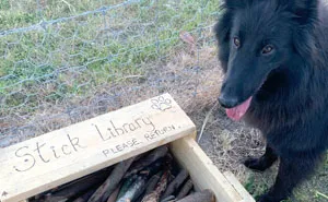 Man Builds A Stick Library For Every Dog At The Park