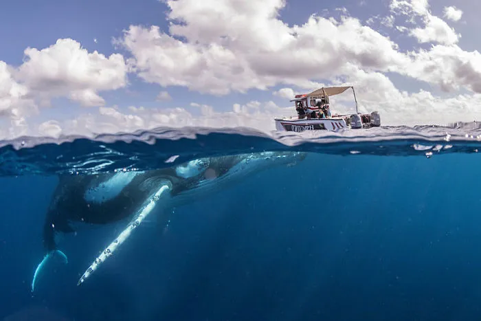 Our 13 Pics Of Humpback Whales Playing With Us In The Ocean