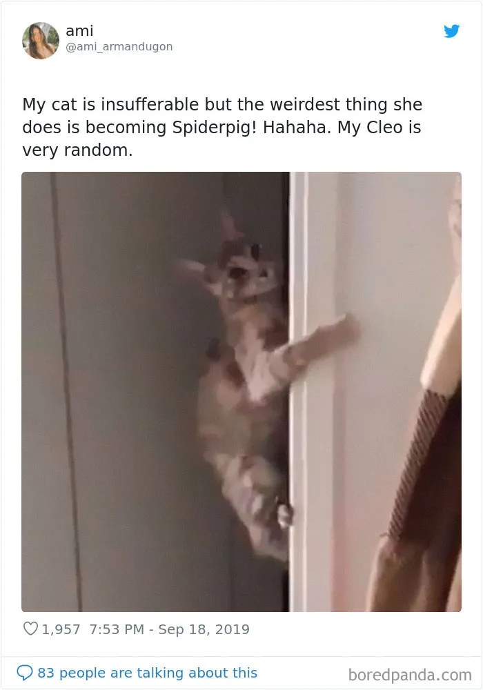 30 Weirdo Cats Get Exposed By Their Owners In A Funny Thread
