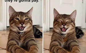 Owner Uploads Photos Of Their Laughing Cat, And It Becomes The New 'Dad Joke' Meme (21 Pics)