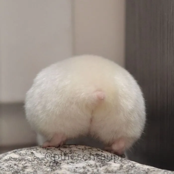 30 Hamster Butts To Add Cuteness To Your Day