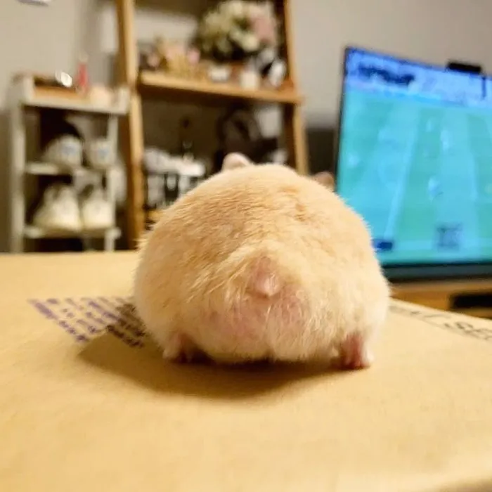 30 Hamster Butts To Add Cuteness To Your Day