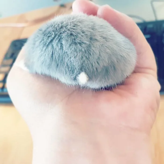 30 Hamster Butts To Add Cuteness To Your Day