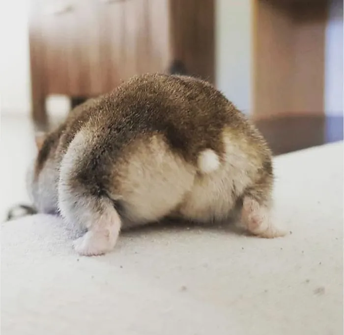 30 Hamster Butts To Add Cuteness To Your Day