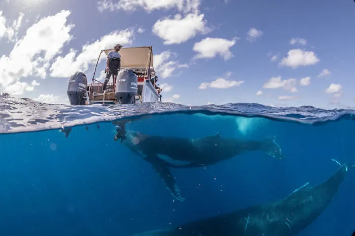 Our 13 Pics Of Humpback Whales Playing With Us In The Ocean