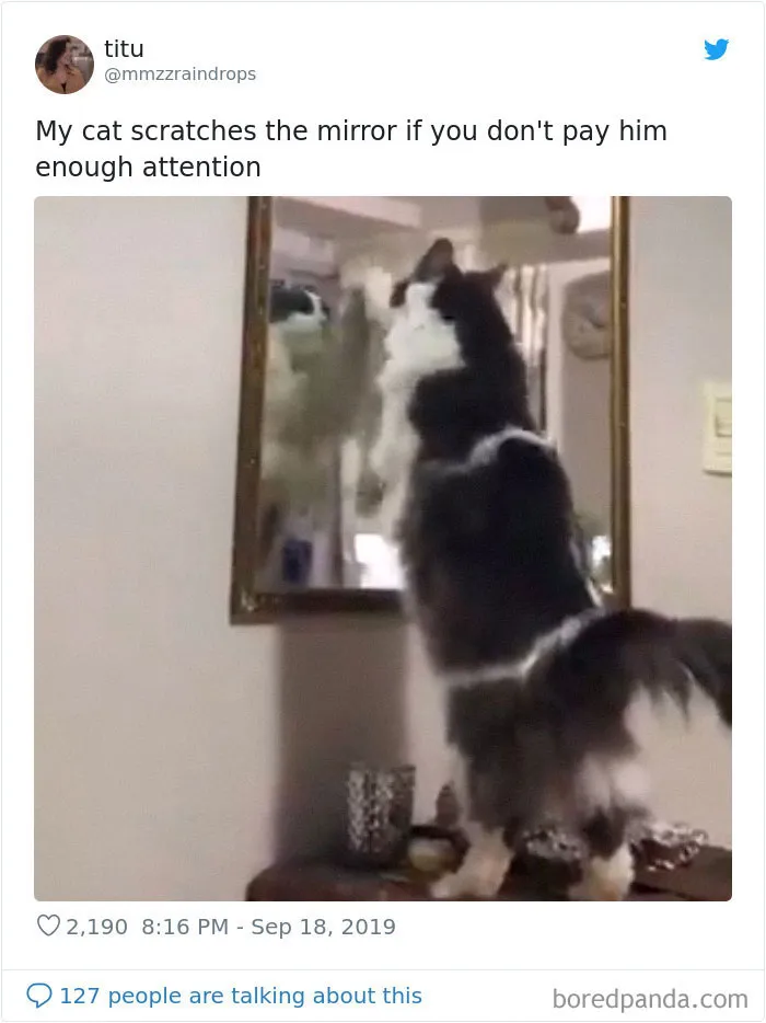 30 Weirdo Cats Get Exposed By Their Owners In A Funny Thread