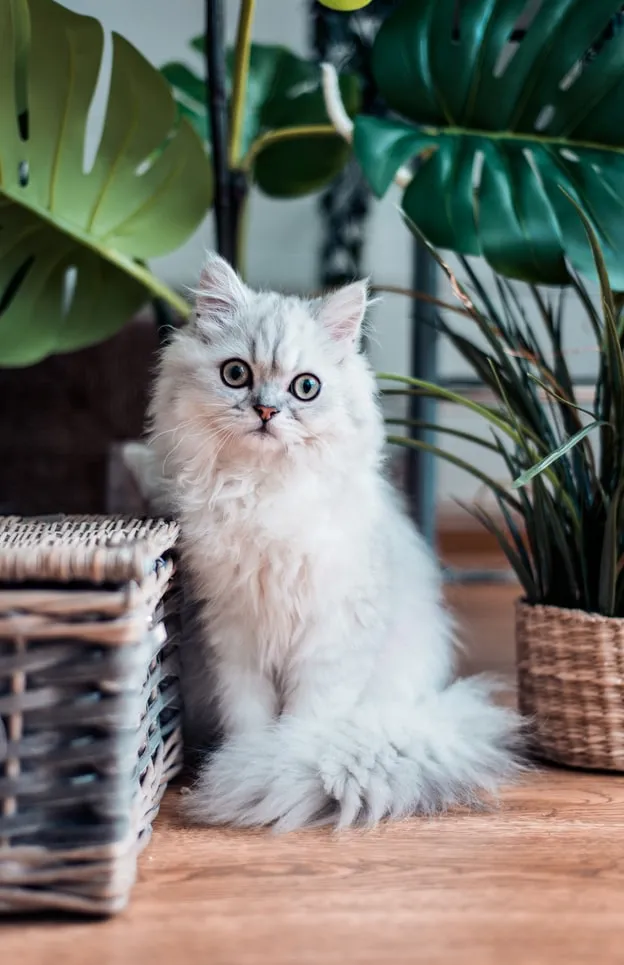 Beautiful Cat