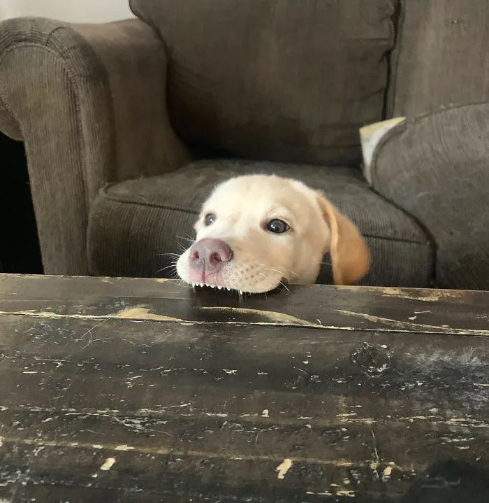 Esta comunidad online comparte las fotos más divertidas de perros enseñando los dientes (30 imágenes)