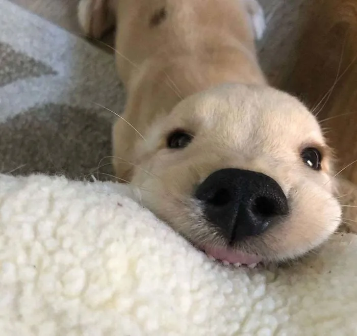Esta comunidad online comparte las fotos más divertidas de perros enseñando los dientes (30 imágenes)