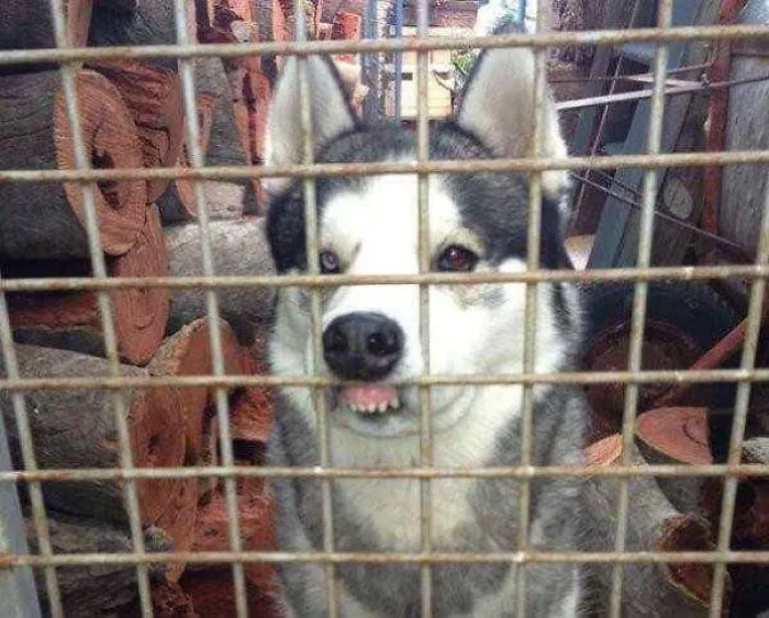 Esta comunidad online comparte las fotos más divertidas de perros enseñando los dientes (30 imágenes)