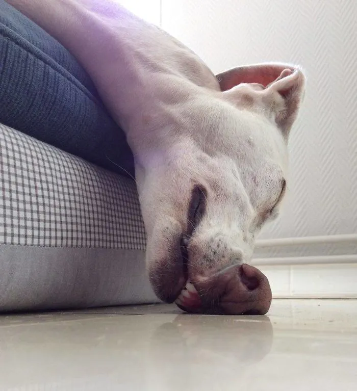 Lazy Animals With Fun Facts