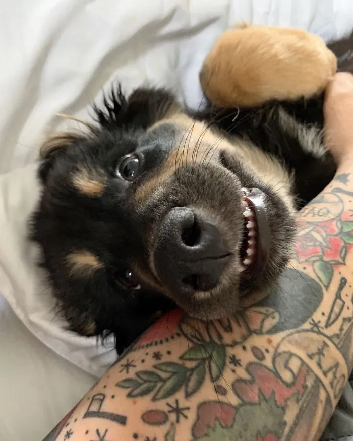 Esta comunidad online comparte las fotos más divertidas de perros enseñando los dientes (30 imágenes)