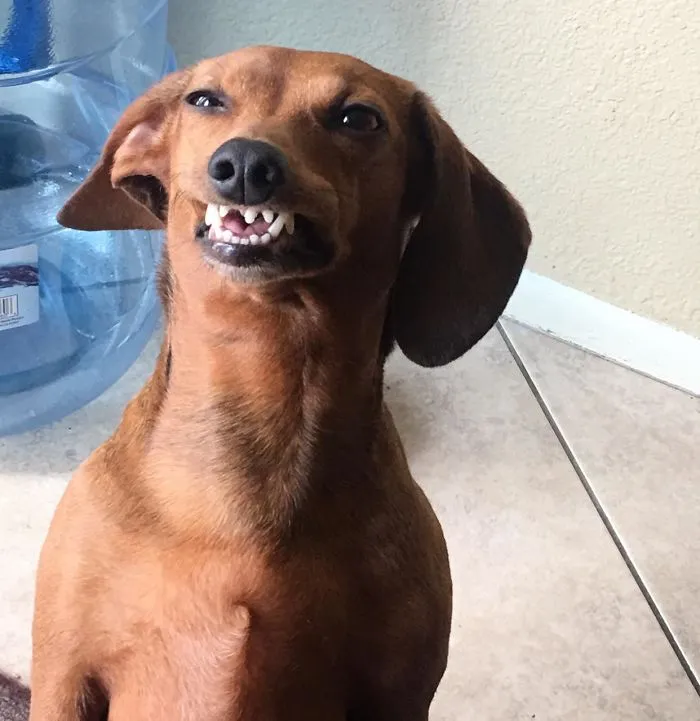 Esta comunidad online comparte las fotos más divertidas de perros enseñando los dientes (30 imágenes)