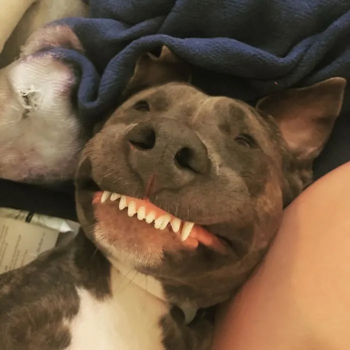 Esta comunidad online comparte las fotos más divertidas de perros enseñando los dientes (30 imágenes)