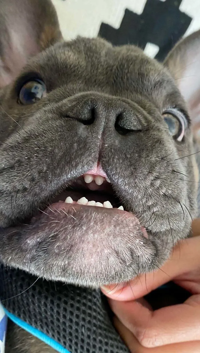 This Online Community Shares The Silliest Dog Photos Where Their Teeth Are Visible In A Funny Way (30 Pics)