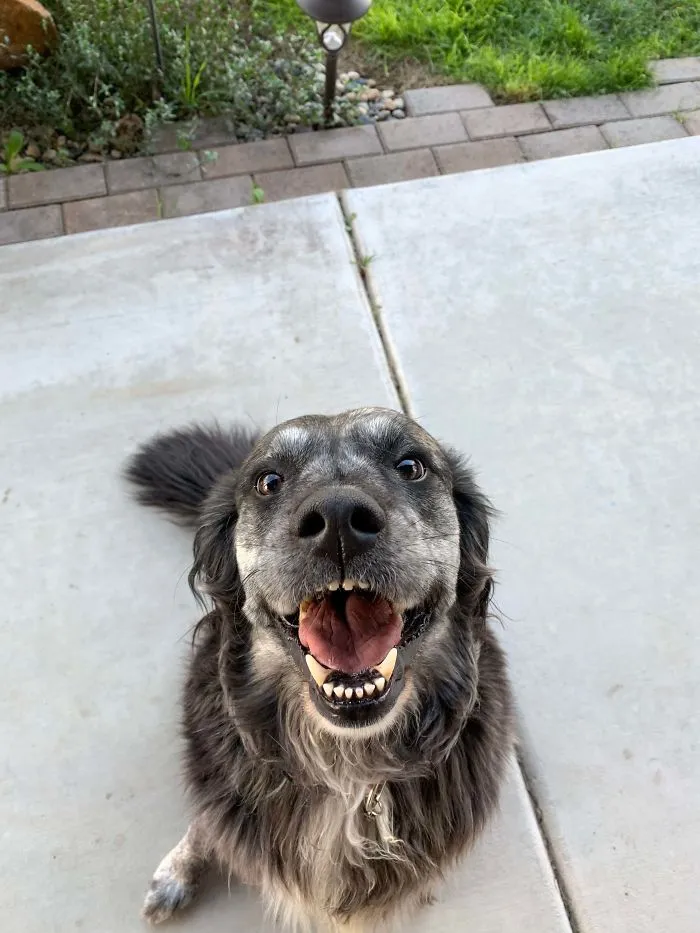 This Online Community Shares The Silliest Dog Photos Where Their Teeth Are Visible In A Funny Way (30 Pics)