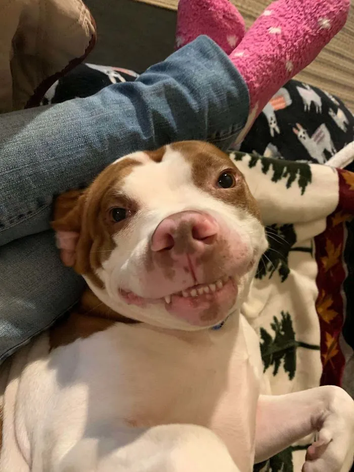 Esta comunidad online comparte las fotos más divertidas de perros enseñando los dientes (30 imágenes)