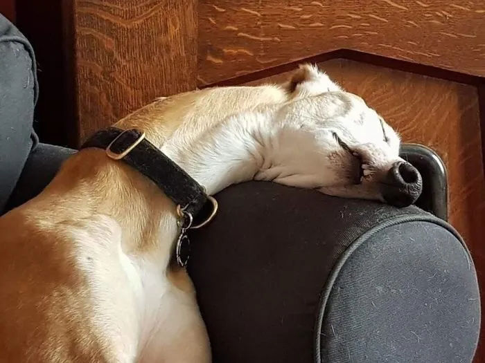 Esta comunidad online comparte las fotos más divertidas de perros enseñando los dientes (30 imágenes)