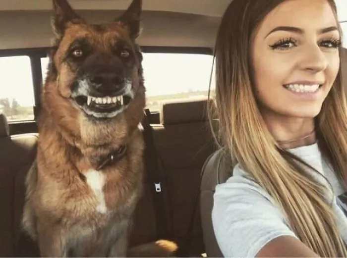 Esta comunidad online comparte las fotos más divertidas de perros enseñando los dientes (30 imágenes)
