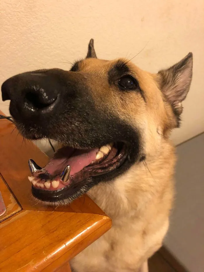 Esta comunidad online comparte las fotos más divertidas de perros enseñando los dientes (30 imágenes)