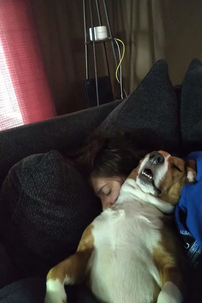 Esta comunidad online comparte las fotos más divertidas de perros enseñando los dientes (30 imágenes)